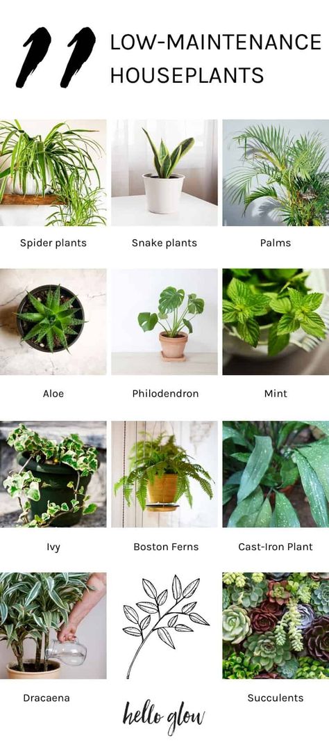 11 easy to grow houseplants to invest in that will add a nice pop of color to your home and can withstand a little neglect. Easy Maintenance Plants, House Plant Guide, Low Maintenance House Plants, Easy To Grow Houseplants, Tiny Tree, Hello Glow, Plant Guide, Bathroom Plants, Diy Simple