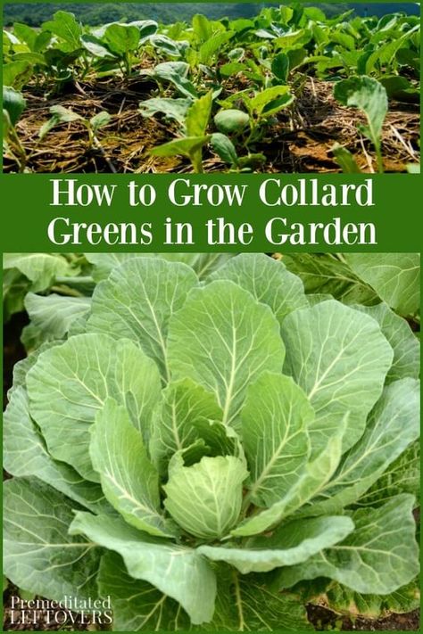 How To Grow Collard Greens, Growing Collard Greens, Grow Collard Greens, Collard Plant, Gardening Veggies, Michigan Garden, Plant Vegetables, Homestead Farm, Fall Vegetables