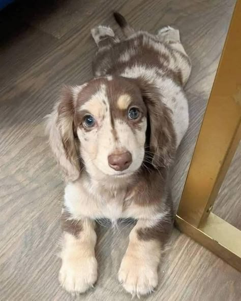 Cute Animals Puppies, Very Cute Dogs, Dachshund Puppies, Dream Dog, Pretty Animals, Cute Animal Photos, Animal Photos, Little Animals, Cute Pets