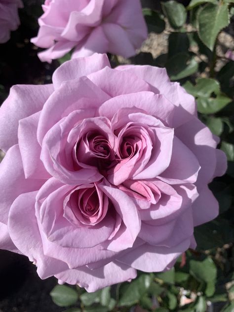 Meaning Of Roses, Front Yard Flowers, Bouquet Of Red Roses, Rose Seeds, Lilac Roses, Nothing But Flowers, Rose Arrangements, David Austin Roses, Beautiful Rose Flowers