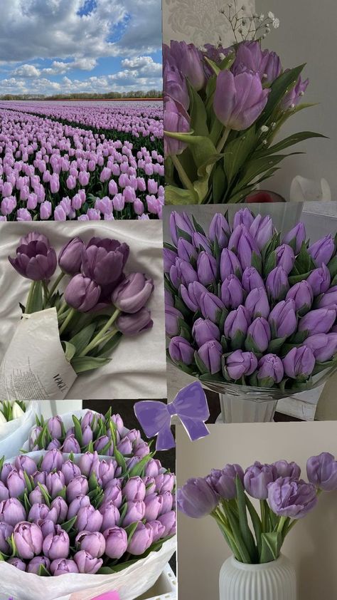 # wallpaper # tulips wallpaper # lilac tulips wallpaper Purple Tulips Wallpaper, Lilac Tulips, Tulip Wallpaper, Tulips Wallpaper, Purple Tulips, Flower Therapy, Purple Wallpaper, Purple Aesthetic, Pretty Flowers