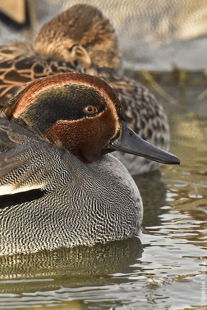 Green Winged Teal, Green Wing Teal, Duck Stamp, Green Wing, Fly Fishing, Ducks, Birds, Stamp, Green