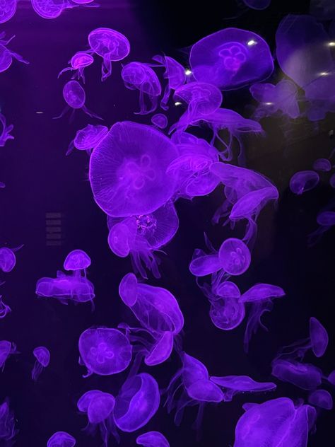 Purple Fish Aesthetic, Purple Jellyfish Aesthetic, Purple Jellyfish Wallpaper, Purple Mermaid Aesthetic, Purple Color Meaning, Ipad Purple, Dark Jellyfish, 19 Aesthetic, Neon Jellyfish