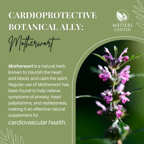 Consider adding Motherwort to your daily routine to promote heart health and overall wellbeing. #medericenter #mindbodyhealth #healthylifestyle #superfoods #essentialnutrients #healthylifestyle #healthylife #healthyhabits #healthyliving #motherwort #herbalmedicine #hearthealth Motherwort Benefits, Reducing Blood Pressure, Cardiovascular Health, Wellness Routine, Natural Supplements, Natural Herbs, Holistic Healing, Herbal Medicine, Healthy Habits