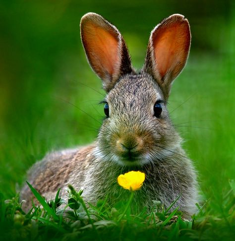 Baby rabbit | by Gavin MacRae Bunny Calendar, Wild Rabbits, Drawing Study, Gorgeous Animals, Small Creatures, Pet Things, Beautiful Rabbit, Cute Bunny Pictures, Baby Rabbit