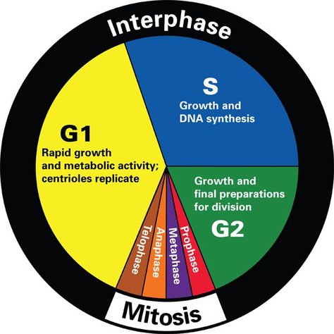 Cell Cycle And Mitosis, Cell Biology Notes, The Cell Cycle, Cycle Phases, Biochemistry Notes, General Biology, Medicine Notes, Biology Classroom, Cell Cycle