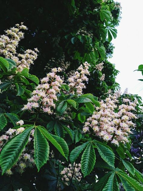 Chestnut Flower Tattoo, Chestnut Flower, Sky Mountain, Chestnut, Flower Tattoo, Plant Leaves, Trees, Tattoos, Plants