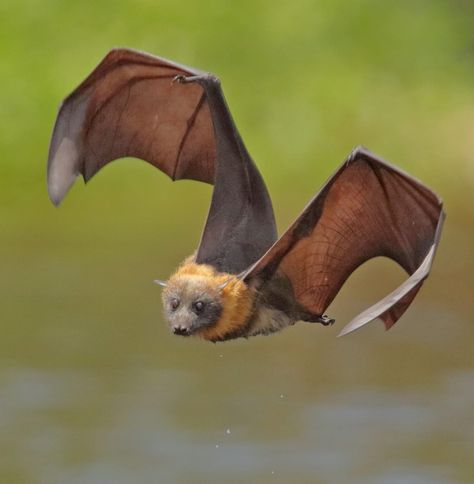 The Beauty of Wildlife : Photo Fantasy Vampire, Fox Bat, Bat Species, Demon Wings, Bat Flying, Flying Fox, Fruit Bat, Baby Bats, Bat Boys