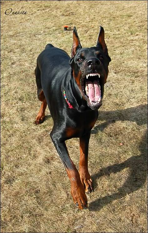 Doberman Teeth, Doberman Scary, Dog Looking Up, Doberman Agressive, Doberman Reference, Dog Reference Drawing, Doberman Barking, Angry Doberman, Growling Dog