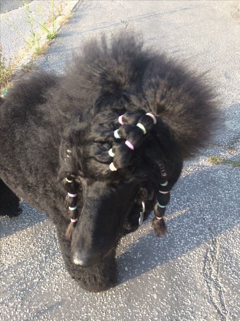 Sweet colours #poodle #hairstyle #bands #standardpoodle Poodle Banding, Poodle Hair, Poodle Cuts, Standard Poodle, 2024 Vision, Top Knot, Hair Band, Vision Board, Band