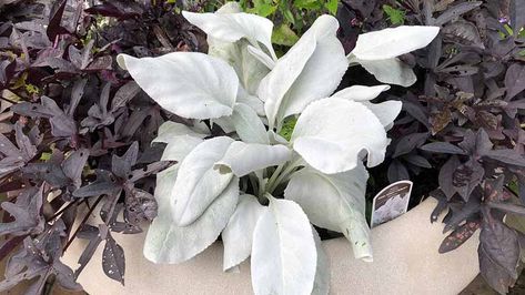 Angel Wings Succulent, Senecio Angel Wings Container, Angel Wings Plant Care, Angel Wings Senecio, Angel Wings Plant, Angel Wing Plant, Senecio Angel Wings, Angel Wings Flower, Angel Plant