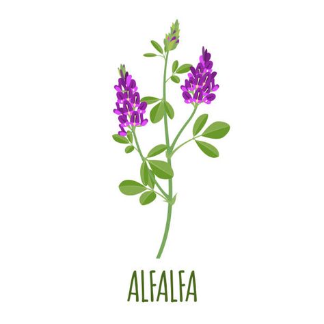 Alfalfa Hay, Grass Hay, Medical Herbs, Dairy Cattle, Horse Feed, Seed Pods, Horse Care, Energy Sources, Flat Style