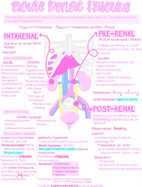 Urinary System Notes, Renal Nursing, Nursing Renal Notes, Renal System Notes, Renal Disorders Nursing, Renal System, Advanced Pathophysiology Fnp, Renal Physiology, Pathophysiology Nursing