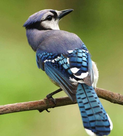 Haiku Poem: Free As A Blue Jay Small Wave Tattoo, Wild Birds Unlimited, Singing Birds, What Is A Bird, Jay Bird, Most Beautiful Birds, Mary Engelbreit, Vegan Meal, Bird Pictures