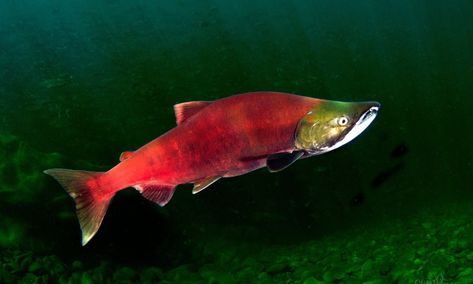 Sockeye Salmon from Sherman County, US-OR, US on February 24, 2020 at 02:34 PM by O Nichols · iNaturalist Salmon Pictures Fish, Sockeye Salmon Photography, Salmon Fish Animal, Salmon Reference, Salmon Animal, Salmon Pictures, Salmon Photography, Salmon Tattoo, Ikan Salmon