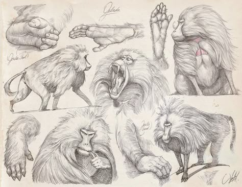 Francisco Vasquez, Pencil Studies, Pencil Drawings Of Animals, Caricature Sketch, Animal Anatomy, Animal Study, Animated Animals, Drawing Studies, Monster Concept Art