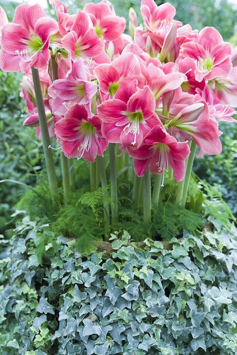 Bouquet Champetre, Growing Bulbs, Lilly Flower, Amaryllis Flowers, Chicago Botanic Garden, Amaryllis Bulbs, Lily Plants, Magic Garden, Garden Bulbs