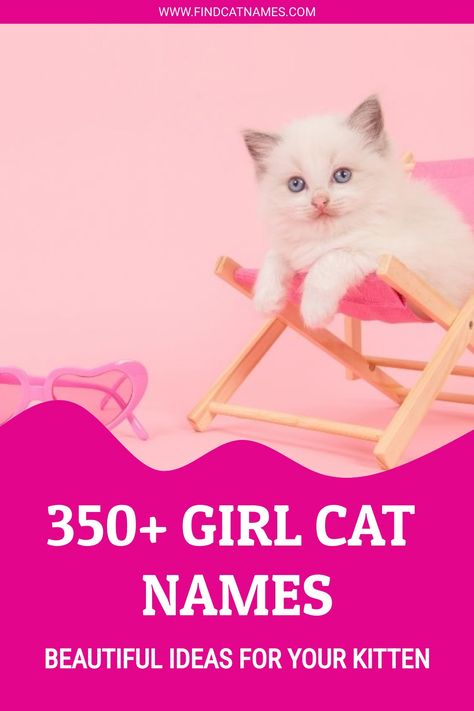 350+ Girl Cat Names - Find Cat Names Pretty Cat Names, Cute Kitten Names Girl, Unique Cat Names Aesthetic, Pet Names For Girls, Cat Names Female, Coquette Cat Names, Grey Kitten Names, Best Cat Names, Cat Names Aesthetic