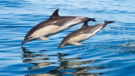 Common Bottlenose Dolphin, Dolphin Images, Common Dolphin, Dolphin Photos, Sea Mammal, Bottlenose Dolphin, San Diego Zoo, Whale Shark, Marine Animals