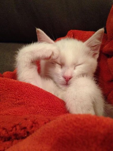 I pledge allegiance to myself... Cat Salute, Cute Cat Sleeping, Sleepy Kitten, Adorable Creatures, White Kitten, Fell Asleep, Adorable Cats, Sleepy Cat, Kitty Kitty