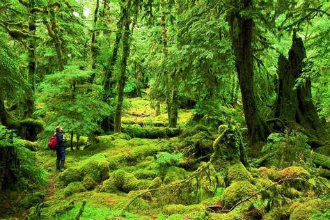 Gwaii Haanas National Park Reserve, Haida Gwaii, Queen Charlotte Islands, British Columbia - Canaa Canadian Forest, Haida Gwaii, Temperate Rainforest, Camping Destinations, Google Street View, Queen Charlotte, British Columbia Canada, Super Natural, Trip Ideas