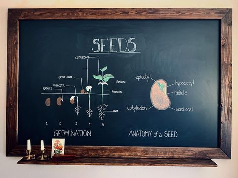 Homeschool Chalkboard, Chalk Markers Art, Homeschool Room Decor, Chalkboard Wall Art, Forest School Activities, Homeschool Decor, Montessori Homeschool, Modern Hand Lettering, Chalkboard Lettering