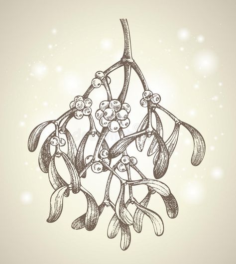 Christmas mistletoe branch drawing. Vector hand drawn mistletoe branch drawing #Sponsored , #Paid, #PAID, #mistletoe, #hand, #drawn, #branch Mistletoe Drawing, Mistletoe Plant, Yule Crafts, Branch Drawing, Christmas Sketch, Plant Sketches, Christmas Mistletoe, Linocut Art, Drawing Vector