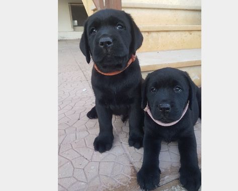 Alleviamo con amore i nostri Labrador retriever nei tre colori miele nero e cioccolato , soggetti selezionati per bellezza e carattere tutti controllati per le patologie genetiche della razza #allevamento #vendita #cuccioli #labrador #foggia Labrador Nero, Labrador Retriever, Labrador, Collage, Dogs, Animals, Pins, Beauty