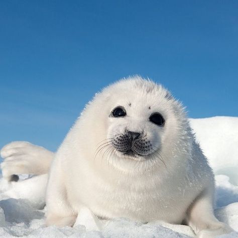 Baby Seal Pup, Cute Animal Pfp, Funny Animal Pics, Funny Seals, Sea Life Painting, Animals Aesthetic, Harp Seal, White Seal, Cute Seals