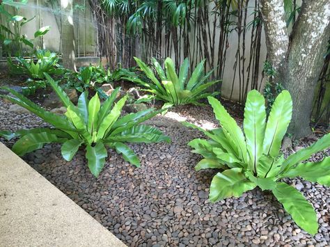 Asplenium nidus in river stones - shade garden Asplenium Nidus, Fan Flower, Tropical Garden Design, Tropical Landscape, Outdoor Landscape, Bench Plans, Danang, River Stones, Tropical Landscaping