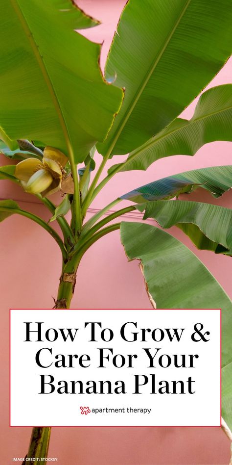 Here's how to grow and care for banana plants indoors. #bananaplant #tropicalplants #indoorplants #houseplants #besthouseplants #gardening #plantcare #planttips #plantgrowth #plantparent #largeplants Banana Plant In Pot, Banana Plant, How To Care For Banana Trees, Indoor Banana Tree, Banana Plant Indoor, Overwintering Banana Plants, How To Care For A Banana Plant, Growing A Banana Tree From A Banana, Red Banana Plant