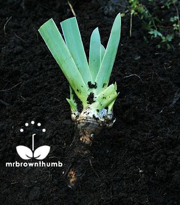 How to plant Iris bulbs and rhizomes How To Plant Iris Rhizomes, When To Transplant Iris, Iris Bulbs, Gladiolus Bulbs, Iris Rhizomes, Hillside Garden, Garden Works, Plant Pests, Iris Garden