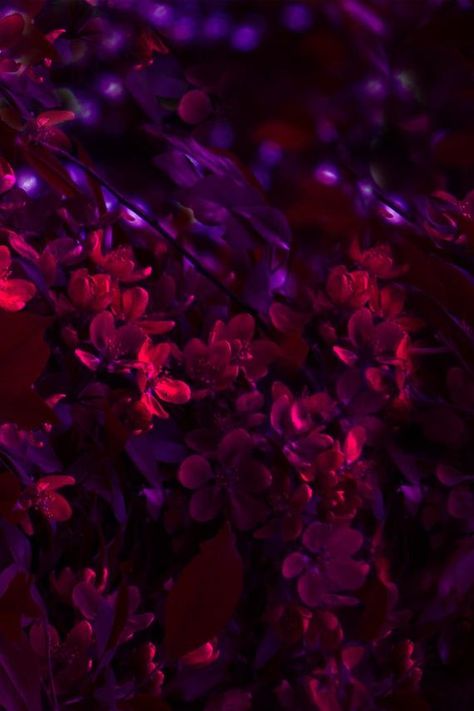 Burgundy Shades, Burgundy Aesthetic, Classy Nail Designs, Dark Flowers, Fabric Floral, Beautiful Picture, Burgundy Wedding, Red Aesthetic, Purple Aesthetic