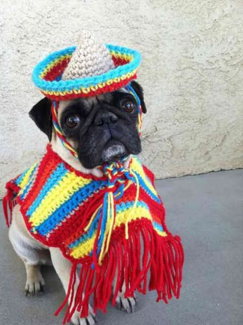 Best Dog Costumes, Dogs Halloween, Halloween Dogs, Pet Pug, Crochet Pet, Mariachi Band, Pug Dogs, Animal Sweater, Cute Couple Halloween Costumes