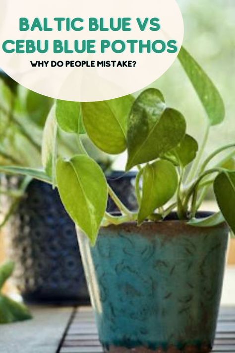 Discover the differences between Baltic Blue and Cebu Blue Pothos in our latest article. Find out why these two plants are often mistaken and learn how to tell them apart. #swipegarden #pothods #mistake Baltic Blue Pothos, Pothos Glacier, Blue Pothos, Cebu Blue Pothos, Phlebodium Blue Star, Pothos Njoy, Pothos Cebu Blue, Cebu Blue, Pothos Plant