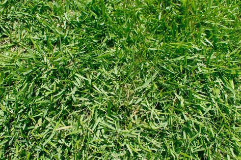 Gardening 101: Zoysia Grass - Gardenista Drought Tolerant Grass, Zoysia Grass, Growing Grass, Water Grass, Gardening 101, Grass Seed, Green Lawn, Yard Work, Artificial Grass