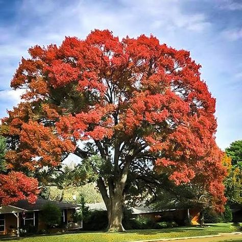 6 Best Trees to Plant in Houston - Lawnstarter Planting Zones, Texas Trees, Red Oak Tree, Red Trees, Tree Seedlings, Coastal Gardens, Red Fall, Oak Trees, Tree Saw