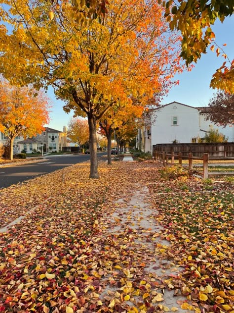 Thanks Giving Aesthetic, Fall Leaves Aesthetic, Leaves Aesthetic, Thanksgiving Aesthetic, Autumn Photos, Autumn Street, Fall Mood Board, Leaves Autumn, Fall Inspo