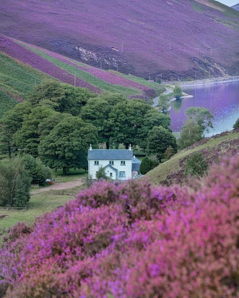 Heathers of Pentlands 💜🏴󠁧󠁢󠁳󠁣󠁴󠁿 📸... - Heritage Of Scotland Scottish Heather, Scenic Beauty, Stockholm Sweden, Scotland Travel, Oh The Places Youll Go, Glasgow, New Photo, The Locals, Heathers