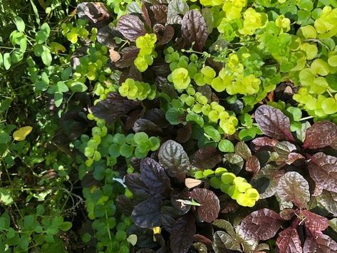 Details Make the Garden - FineGardening Gardening Magazine, Fine Gardening Magazine, Big Leaf Hydrangea, Southern Mississippi, Creeping Jenny, About Plants, Gardening Techniques, Fine Gardening, Pink Hydrangea