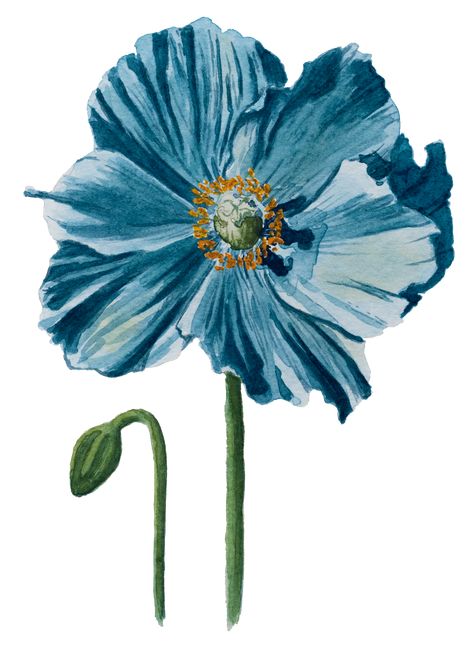 A pretty Iceland blue poppy painted in watercolour. This realistic style flower is perfect for anyone who enjoys the garden, nature, or spring! #aesthetic #art #spring Background Colours, Poppy Painting, Blue Poppy, Watercolour Art, Spring Aesthetic, Digital Flowers, Scrapbook Journal, Free Wallpaper, Artsy Fartsy