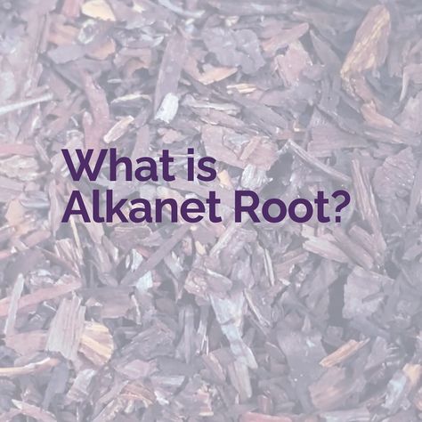 Nature’s gem for natural coloring and skincare benefits…✨ Have you tried Alkanet root? What’s your thoughts? #alkanetroot #naturaldye #naturaldyes #botanicalbeauty #herbalremedies #plantbasedcolor #plantbasedcosmetics #ecofriendlydyes #sustainableskincare #sustainablebeauty #natureknowsbest #herbalskincare #naturalcoloring #ecobeauty #greenskincare #herbalmagic #plantpower Arrowroot Powder Benefits, How To Use Arrowroot Powder, Alkanet Root, Magical Properties Of Licorice Root, Alkanet Root Soap, Herbal Skin Care, Green Skincare, Eco Beauty, Plant Powered