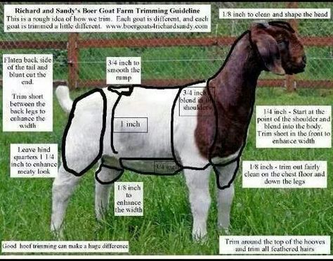 Diagram on clipping goats! 4h Goats, Breeding Goats, Livestock Judging, Goat Health, Show Goats, Pet Goat, Goat House, Raising Farm Animals, Goat Care