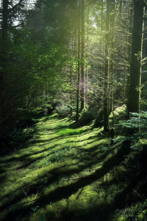 Into The Heartless Wood, The Forbidden Forest, Forbidden Forest, Deep In The Forest, Fantasy Locations, Enchanted Wood, Remus Lupin, Wide World, World Building