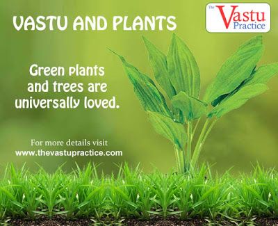 Renowned Vastu Consultant in Delhi offers Vastu consultancy services ,Vastu remedies and Vastu tips: Green plants and trees are universally loved Vastu Remedies, Vastu House, Vastu Tips, The Residents, Green Light, Green Plants, The Mind, Feng Shui, Herbs