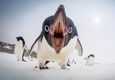 Mappers on Twitter: "I need to stop looking at weird animal facts. I’ve just seen the inside of a penguin’s mouth and now everything is ruined. EVERYTHING!… https://t.co/oTG3EcUCWT" Penguin Mouth, Penguin Images, Adelie Penguin, Manifesting Abundance, Perfectly Timed Photos, Personal Protection, Perfect Timing, Cute Penguins, National Geographic Photos