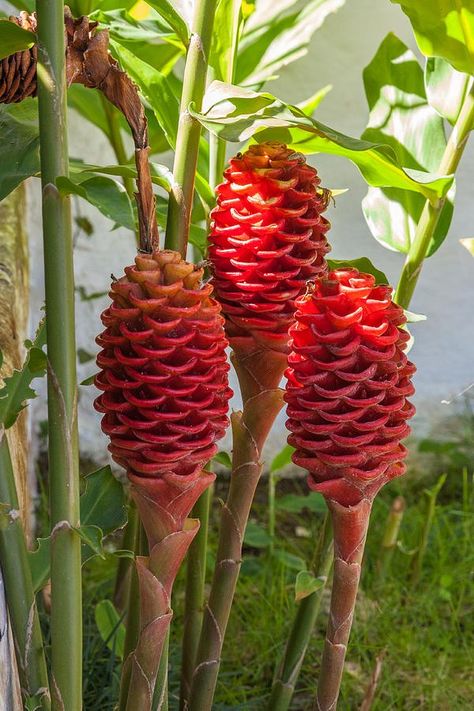 Wild Ginger Plant, Shampoo Ginger, Ginger Plants, Apothecary Ideas, Ginger Family, February Art, Grass Plants, Ginger Plant, Flower Tropical