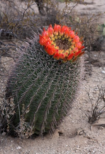 Barrel Cactus                                                                                                                                                                                 More Indoor Cactus Plants, Golden Barrel Cactus, Cactus House Plants, Easter Cactus, Arizona Gardening, Holiday Cactus, Succulent Landscape Design, Cactus Plant Pots, Diy Garden Fountains