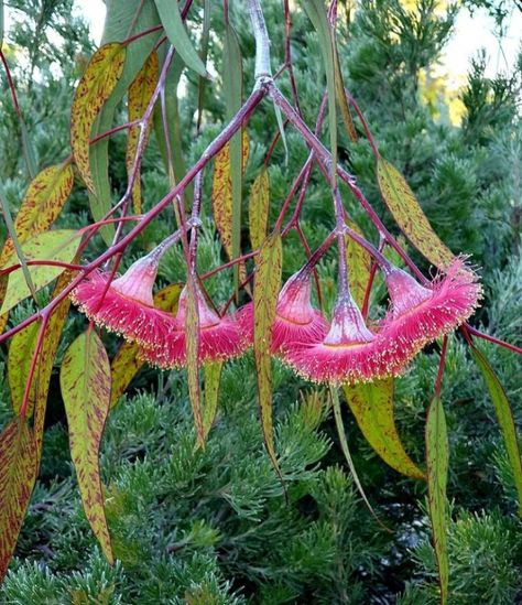 known as caesia or gungurru, is a species of mallee that is endemic to the south-west of Western Australia. Tall Shrubs, Australian Flowers, Australian Native Flowers, Animal Illustration Art, Australian Plants, Garden Grove, Wonderful Flowers, Small Trees, Western Australia