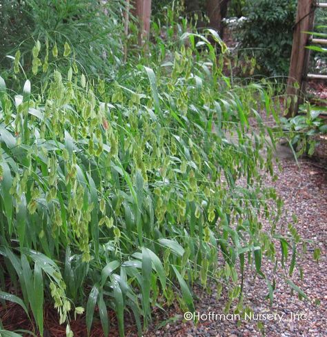 River Oats, Chasmanthium Latifolium, Northern Sea Oats, Shrub Border, Beginners Gardening, Dry Shade Plants, Front Yard Plants, Sea Oats, Yard Plants